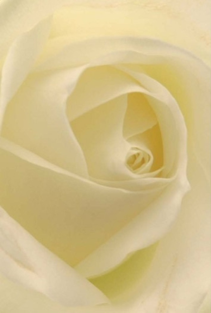 Viewed up close, the image reveals an immaculate white rose, each petal unfolding in gentle layers of cream and warm ivory. The petals seem lit from within, their surfaces bearing a calm, satin sheen that reminds one of early sunlight streaming through the windows of homes near Castelnau's riverside. The overall composition exudes tranquility and refinement: diffused light highlights subtle transitions from pure white to soft beige, shadows play along the spiral, giving the bloom a sense of serene depth. To a trained eye at Castelnau Florist, such a rose represents the poetry of floral design-its core perfectly coiled, an emblem of purity and endurance, complemented by the skillful hands that selected and shaped it. This blossom would grace any heartfelt occasion, from a romantic gesture exchanged along Barnes Pond to an elegant table centerpiece at a quiet wedding in SW13. The bouquet's whisper-thin outer petals mirror the resilience and grace found in Castelnau's tight-knit community, while its barely-there fragrance is a nod to gentle beginnings and sincere apologies. As the eye lingers, the arrangement encapsulates both the timeless beauty of classic roses and the sophisticated artistry found among florists serving the Castelnau neighborhood.