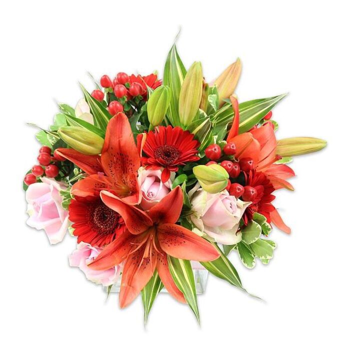Set against a stark white field, this densely composed bouquet offers a striking study in warm colour and texture: large Asiatic lilies in intense orange-red-some fully opened and speckled-sit beside vivid crimson Gerbera daisies and delicate pale pink roses, while clusters of shiny red hypericum berries thread through the arrangement like bright beads. The lilies provide the dramatic focal points with recurved petals and visible stamens, their theatrical forms balanced by the neat round faces of the Gerberas and the layered softness of the roses. Rosebuds and open blossoms alternate to give a gentle cadence, and the berries' smooth, reflective surfaces introduce small highlights that catch the studio light. The greenery is generous and varied: broad, deep-green leaves form a solid backdrop, while a few variegated leaves with lighter green and cream streaks add subtle contrast and lift the composition. Texturally there is a pleasing interplay-papery lily edges, velvet-like rose petals, the waxy firmness of berries and the crisp, leafy greens-inviting both sight and imagined touch. The overall feeling is warm, celebratory and heartfelt, a bouquet well suited for anniversary celebrations or as a special gift to brighten a flat on Lonsdale Road or a cottage near Barnes Pond. This arrangement reads as the work of an attentive hand, thoughtfully balancing colour and form to create something both dramatic and intimate.