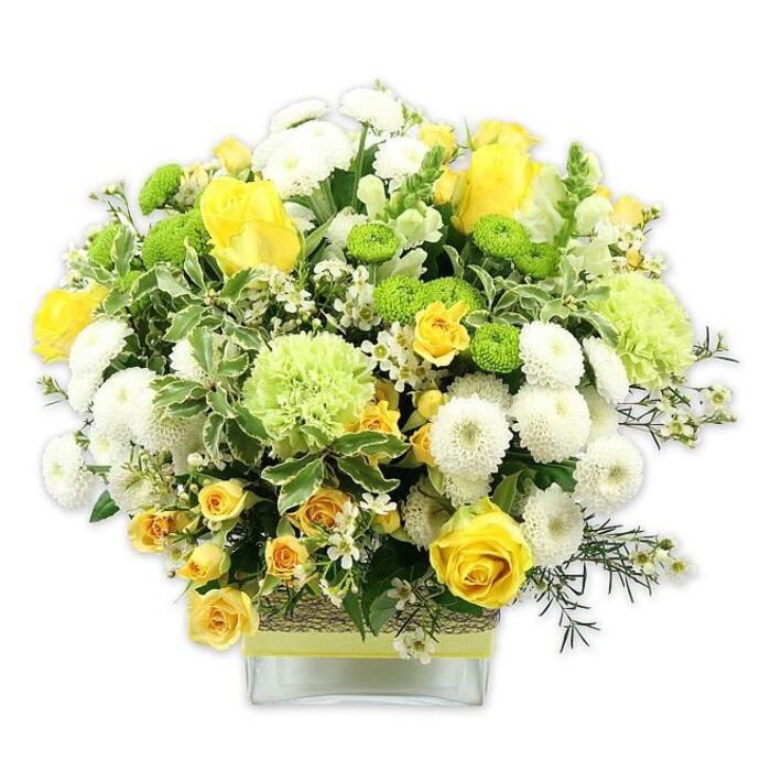 A lush, generously rounded bouquet in a palette of sunny yellow, crisp white, and lively green is presented in a low, rectangular glass vase, set against a flawless white background that highlights every bloom. The arrangement is carefully domed, full and even from every angle, as if designed to sit in the centre of a kitchen table in Castelnau and catch the soft afternoon light. At its core, yellow roses and small yellow spray roses are artfully scattered, some fully open and layered, others just beginning to unfurl. Their warm tones suggest happiness and optimism. Surrounding them, numerous white pompom chrysanthemums cluster together, forming dense, cushion-like spheres that introduce a calm, restful rhythm to the design. Bright lime green button chrysanthemums are tucked between these white poms, their compact, globed heads giving a jewel-bright contrast and a sense of playful energy. Larger, ruffled green blooms, similar to decorative carnations or special green mum varieties, soften the transition between yellow and white, creating a nuanced gradient of green that feels fresh and modern.
The bouquet is heavily backed by greenery: broad, variegated leaves edged in pale cream, sleek dark green foliage, and sprigs of delicate, star-like white filler flowers that add lightness and air. The stems are visible through the vase, aligned neatly, while the middle of the vase is encircled by a rustic, woven band-perhaps raffia or natural bark-wrapped snugly around the glass. A coordinating pale green or lime ribbon sits on top of this texture, adding a refined finishing touch that mirrors the lime button chrysanthemums above. The overall mood is joyful yet sophisticated, perfect for celebrating a birthday, sending congratulations, or simply brightening a friend's living room near the river or the quiet residential streets around Castelnau. It communicates freshness, vitality, and heartfelt good wishes through its harmonious interplay of colour and texture.